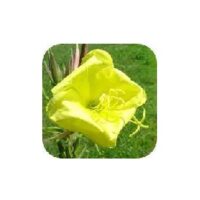 Download Alternate Splitter Free